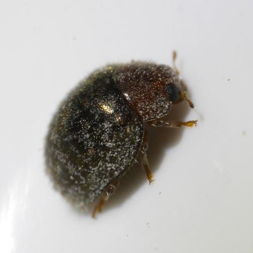 Rhyzobius lophanthae